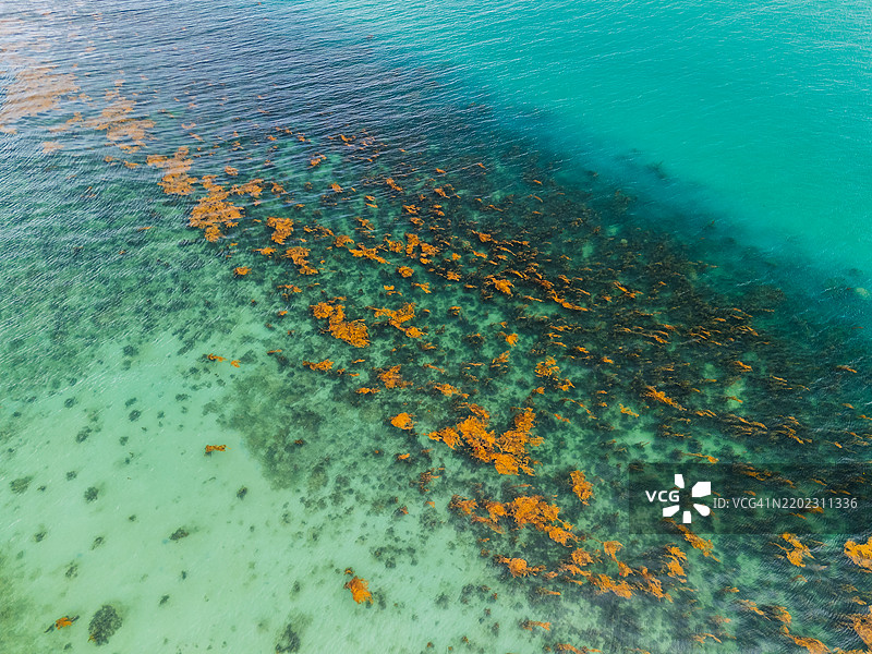 清澈海水的鸟瞰图，漂浮着黄色藻类和深色海藻，形成自然的海洋图案。图片素材