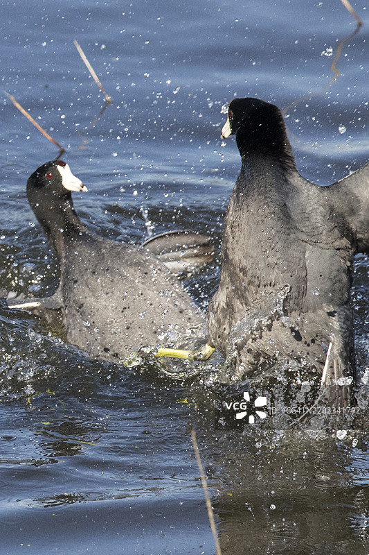 一对美国水鸡在近距离用脚打斗图片素材