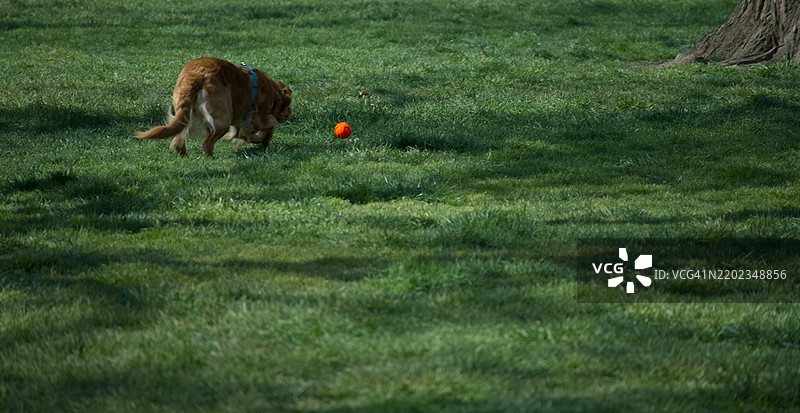 狗在草地上行走的侧面视图，华盛顿，哥伦比亚特区，美国图片素材