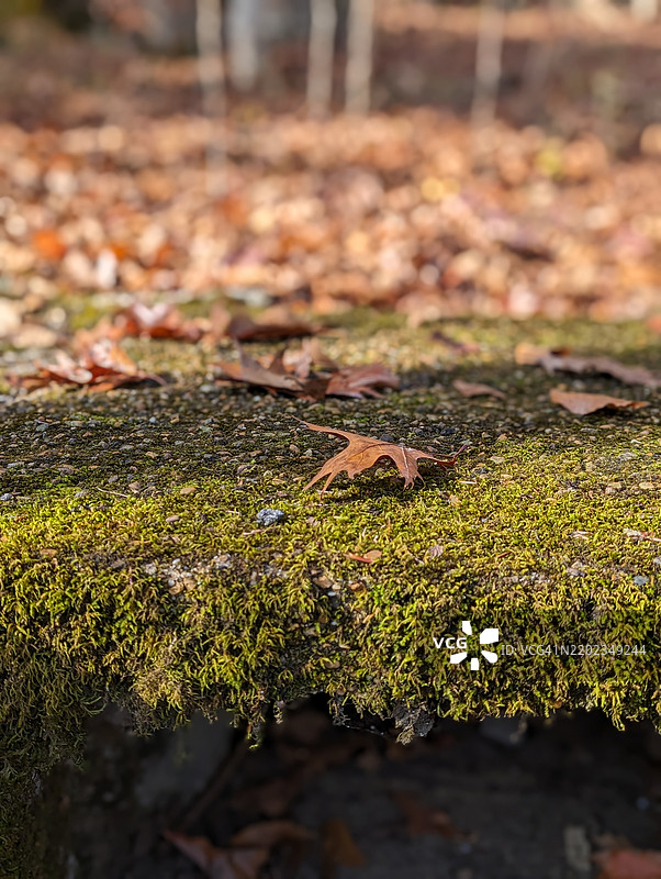 树干上生长的苔藓特写，阿拉巴马州杰克逊县，美国图片素材