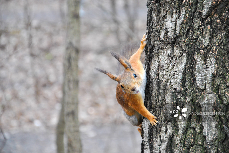树干上的松鼠特写图片素材
