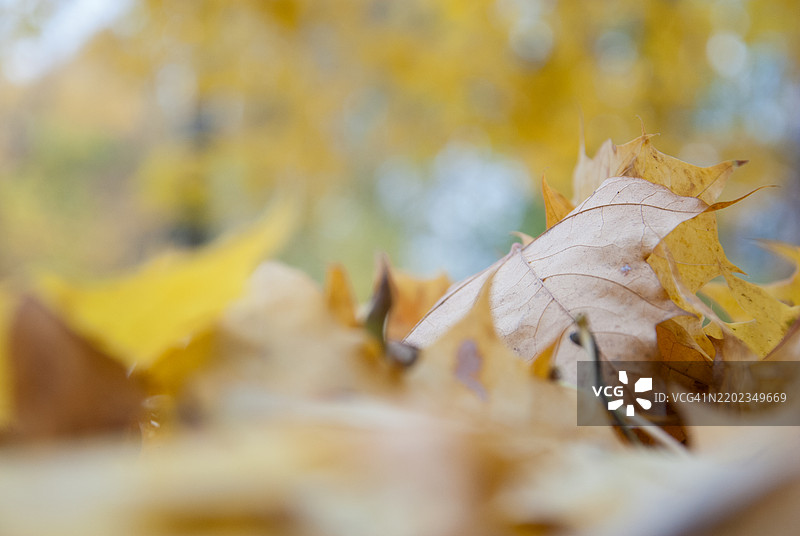 秋天树叶的特写图片素材