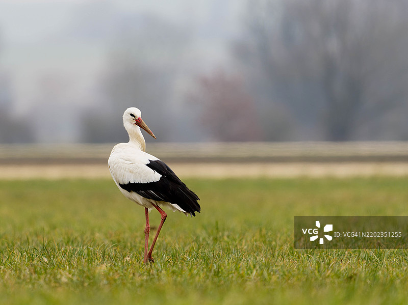 白鹳栖息在田野上的特写镜头图片素材