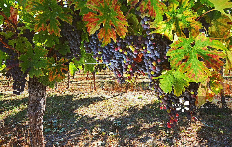 葡萄园中生长的葡萄特写图片素材