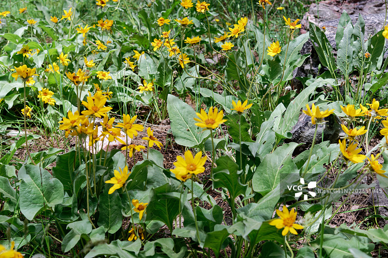 向我在大盆地国家公园的自然冒险中加入的向日葵，美国图片素材