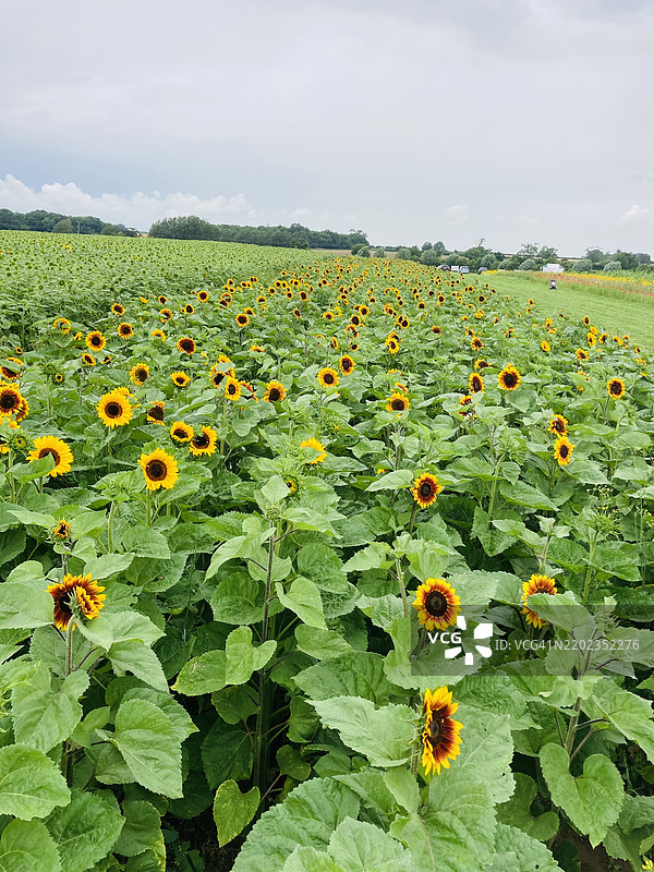 英国的向日葵田美景图片素材
