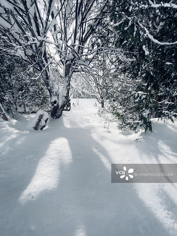 南布鲁斯，安大略省，加拿大的雪覆盖土地上的树木图片素材