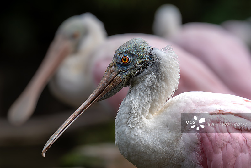 鹈鹕特写，佛罗里达州庞特维德拉海滩，美国图片素材