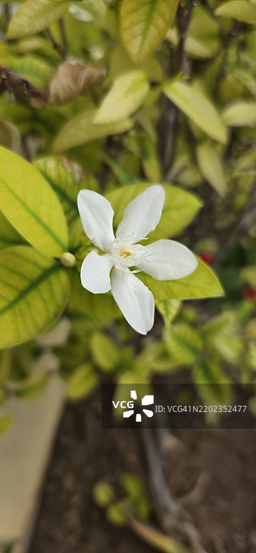 白色开花植物的特写，圣马丁，圣马丁荷兰部分图片素材