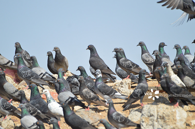 低角度视图的鸟儿栖息在白色背景上图片素材