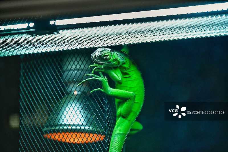 笼子里的蜥蜴特写，英国，英国图片素材