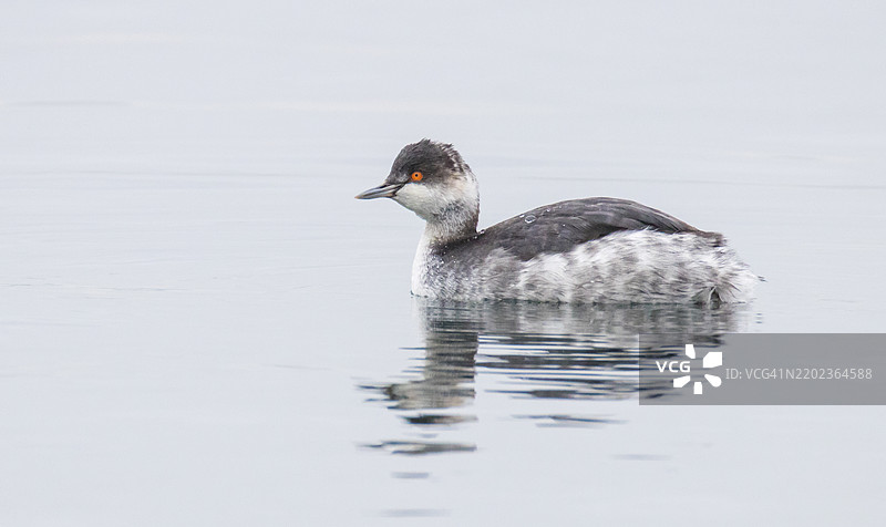 湖中游泳的普通秋沙鸭特写镜头图片素材