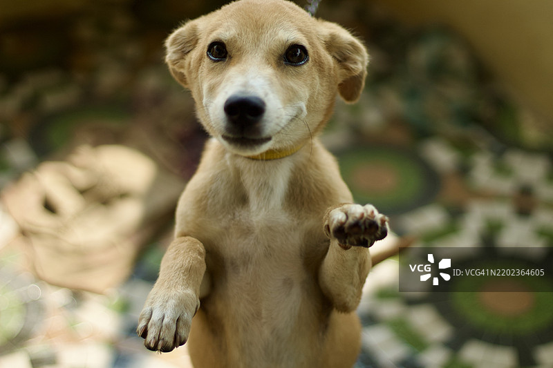 狗的特写肖像，维鲁达查拉姆，泰米尔纳德邦，印度图片素材