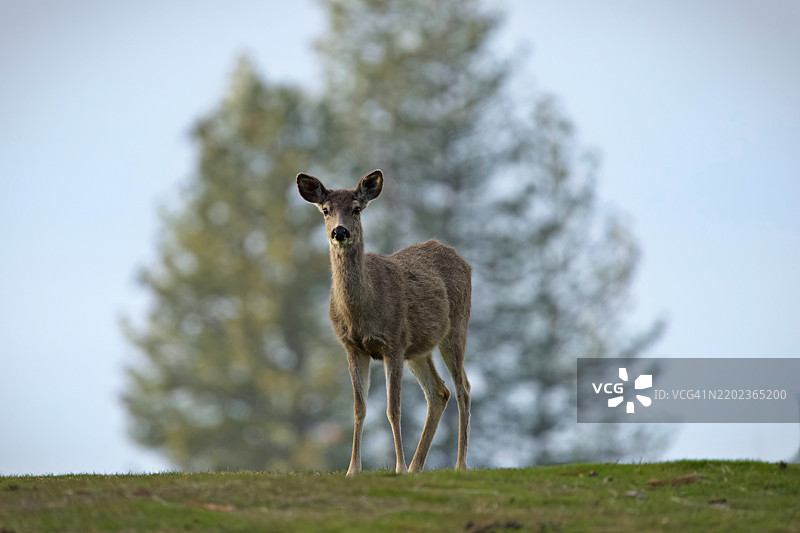 田野上站着的梅花鹿肖像，加利福尼亚州格罗夫兰，美国图片素材