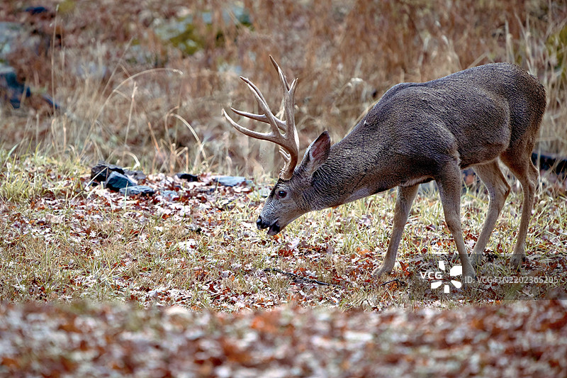 加利福尼亚州格罗夫兰的白色侧面在田野上图片素材