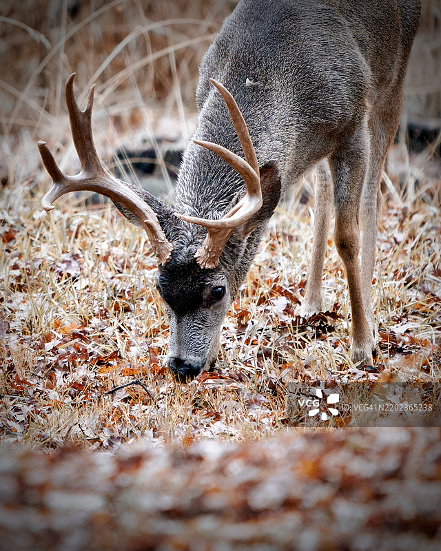 加利福尼亚州格罗夫兰的白色花朵特写图片素材
