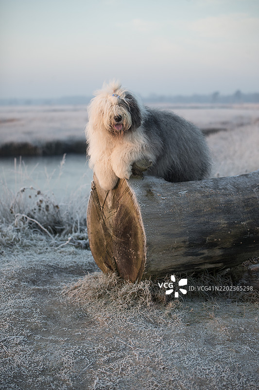 坐在原木上的纯种老英格兰牧羊犬肖像图片素材