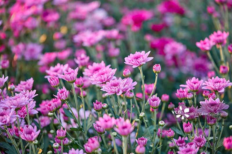 粉色菊花在花园中绽放的特写镜头图片素材