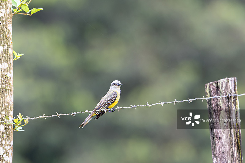 热带王鹟（Tyrannus melancholicus）是一种大型的暴君捕蝇鸟。图片素材