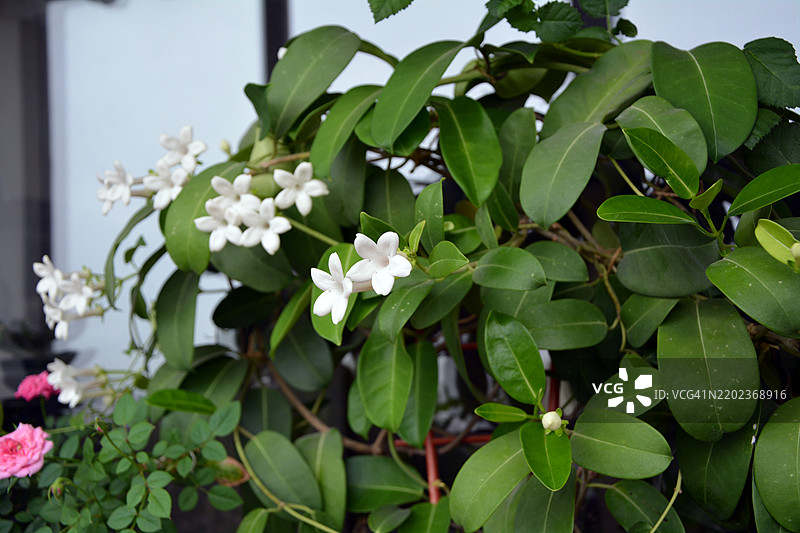马达加斯加茉莉花（Stephanotis floribunda）的美丽白色花朵，保加利亚图片素材