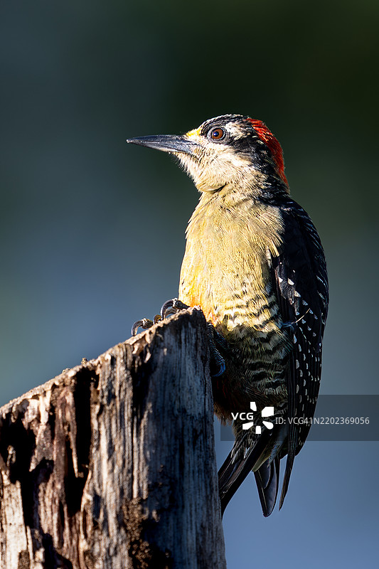 啄木鸟栖息在木头上的特写镜头图片素材