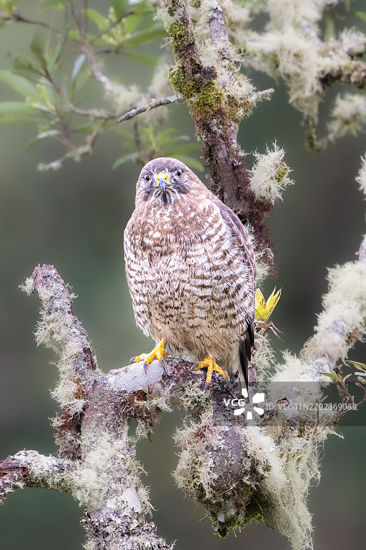 宽翅鹰，Buteo platypterus，中等体型的鹰，属于Buteo属。图片素材