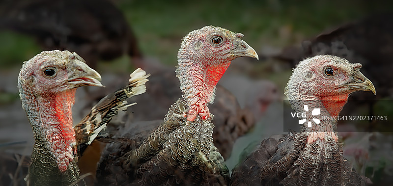 鸟类特写，蒂尔曼岛，马里兰州，美国图片素材