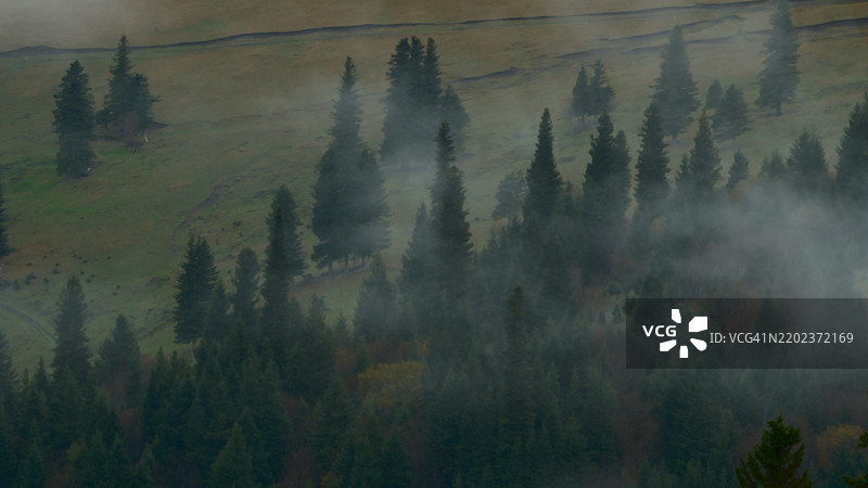 森林中树木的全景视图图片素材