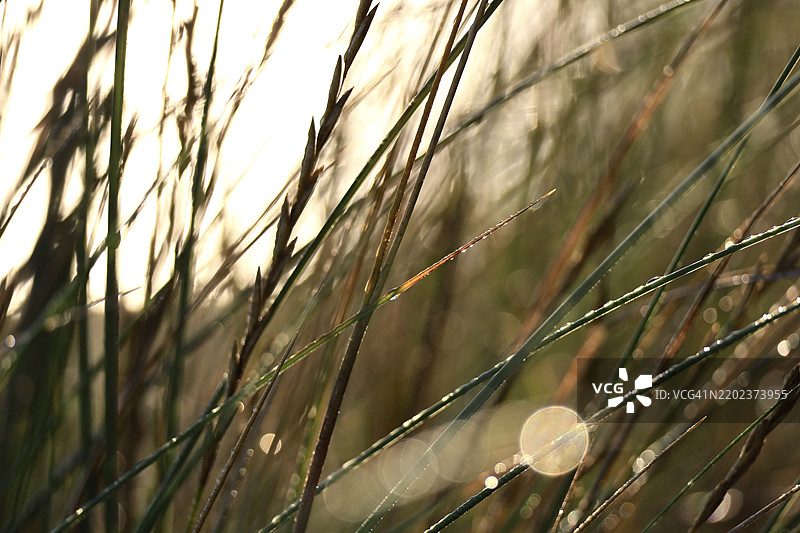 德国梅克伦堡-前波美拉尼亚州乌泽多姆岛上的草地晨露图片素材