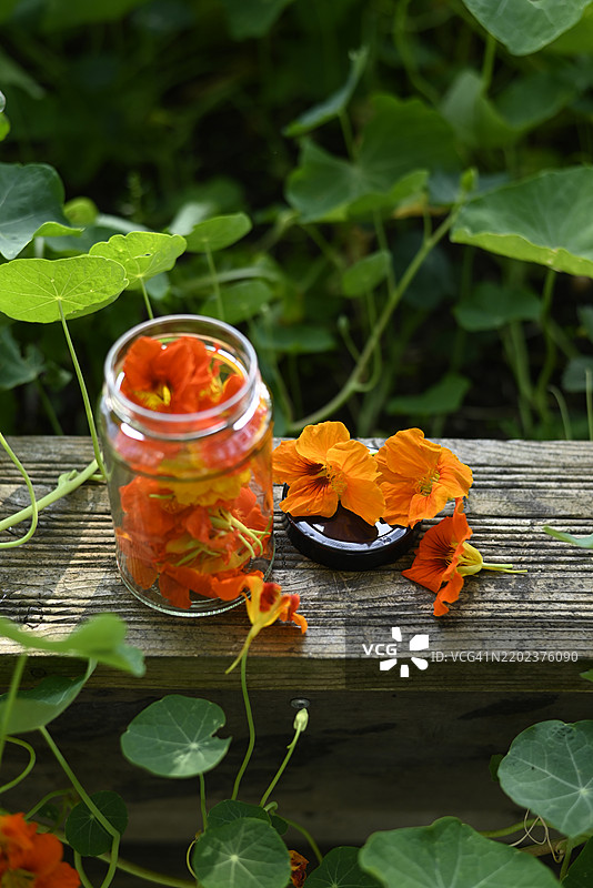 汉堡花园中木制高架床上的一瓶金莲花图片素材