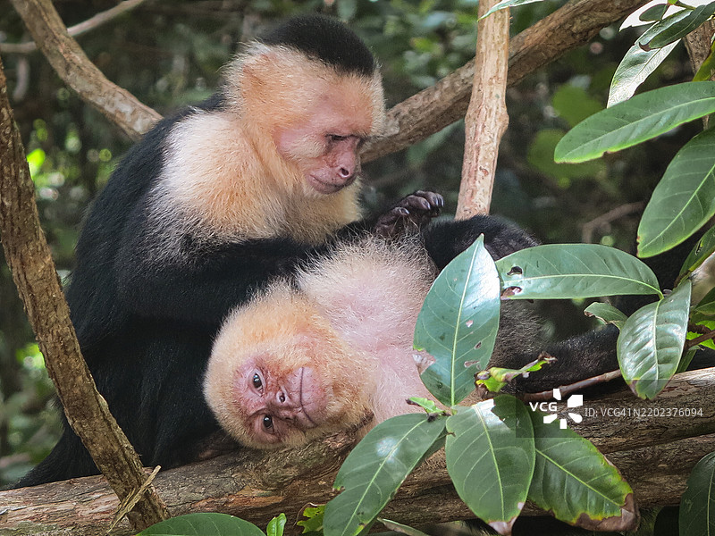 白面猿在亲密的梳理时刻图片素材