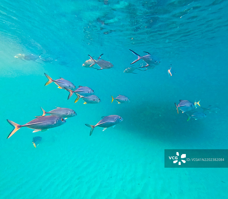 一群美丽友好的欢迎鱼（Trachinotus goodei）在清澈的热带水域中游泳图片素材