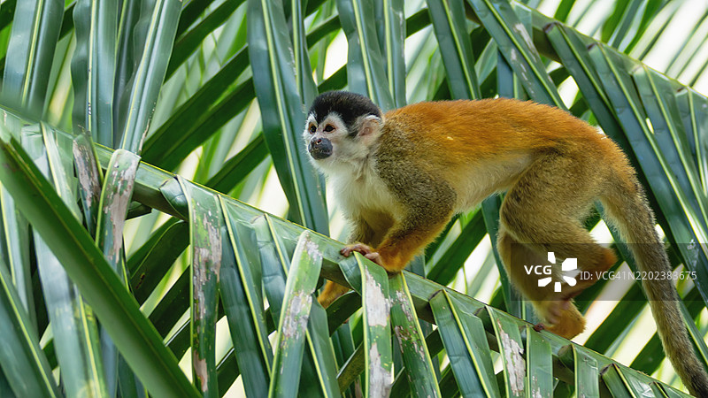 白面卷尾猴在棕榈叶上图片素材