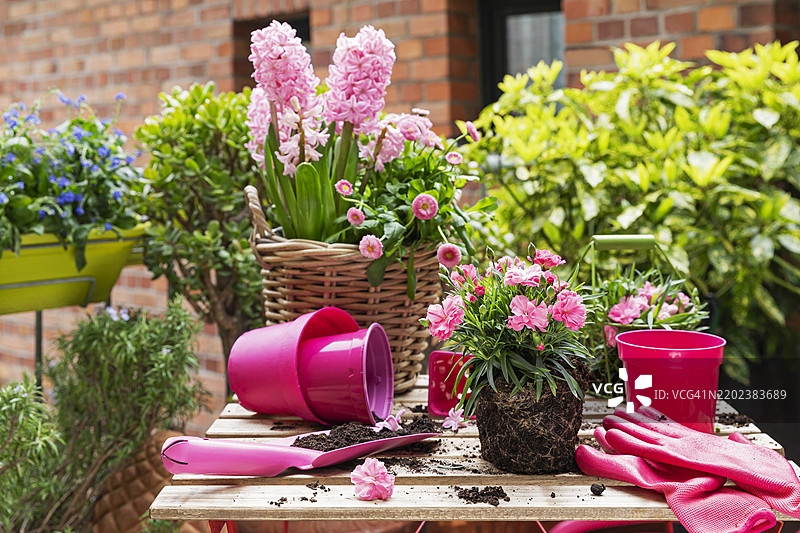 阳台花园桌上的粉色春花城市园艺图片素材