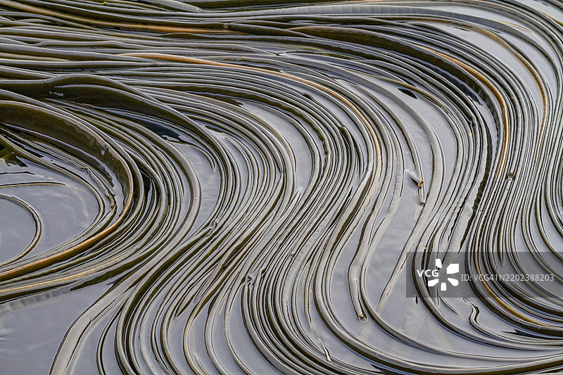 南乔治亚岛南冰洋潮退时海藻的图案图片素材
