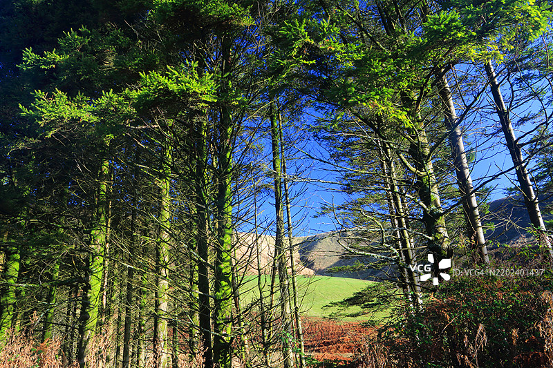 英国南威尔士布里真德的加尔夫谷树木图片素材