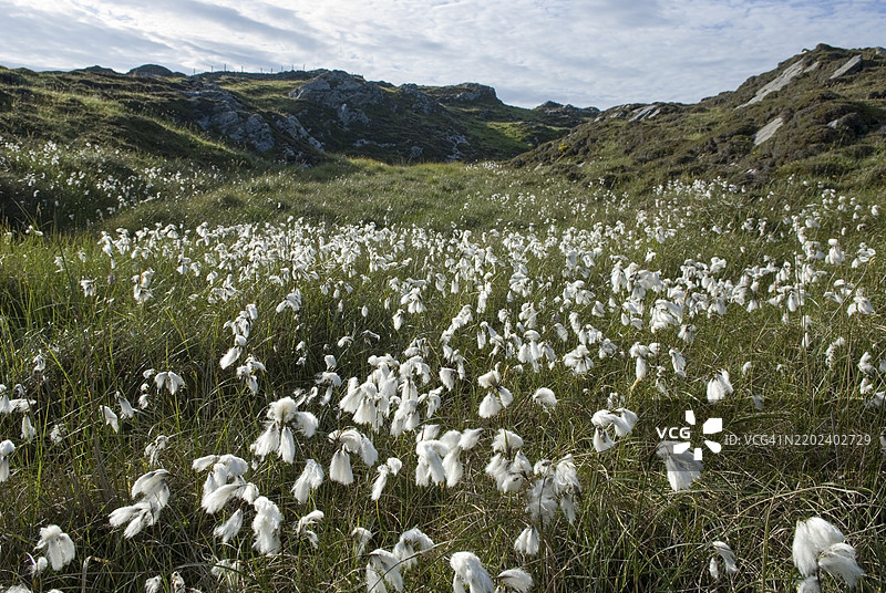 普通棉草（Eriophorum angustifolium），爱尔兰共和国，康尼马拉，戈尔韦县，伊尼什博芬岛图片素材
