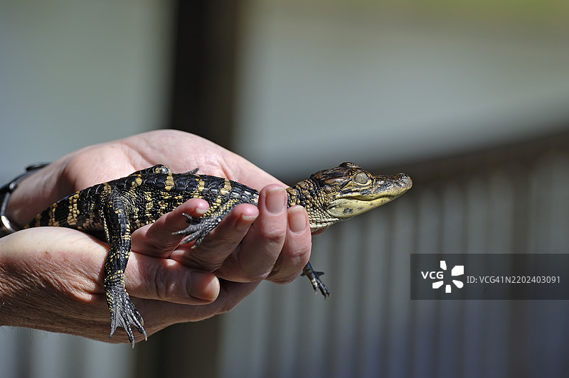 幼年鳄鱼,德克萨斯州博蒙特,Gator Country野生动物冒险公园,美国图片素材
