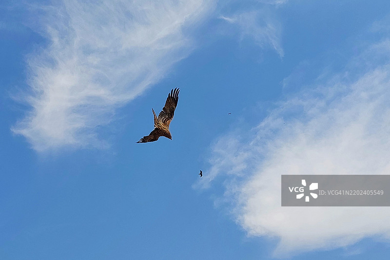 低角度视图的猛禽在天空中飞翔图片素材
