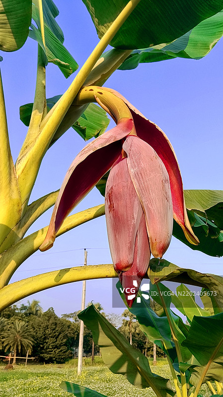 低角度视图的开花植物与天空相映衬图片素材