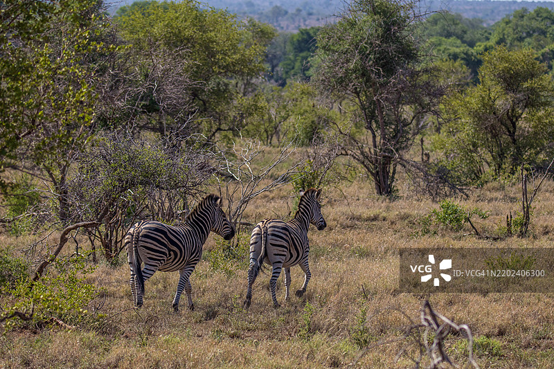 侧面视角的斑马在田野上行走图片素材