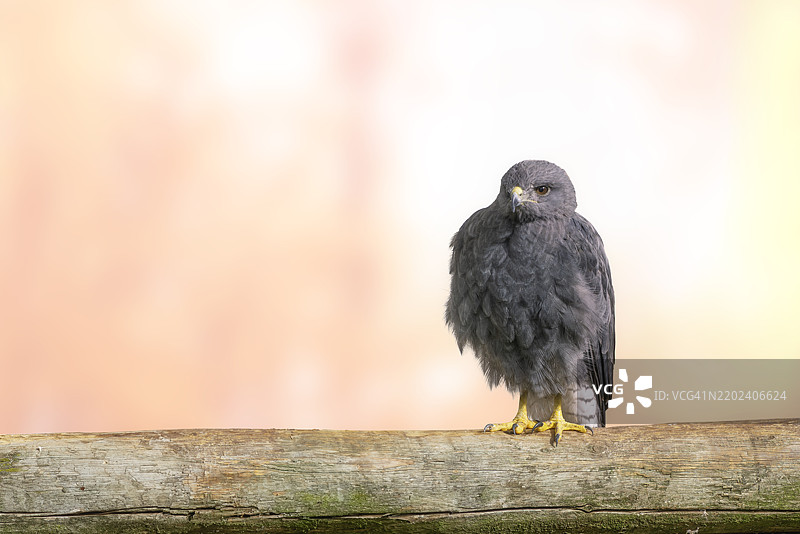 猛禽栖息在木头上的特写镜头图片素材