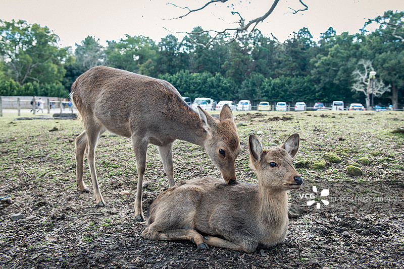 田野上鹿的特写图片素材