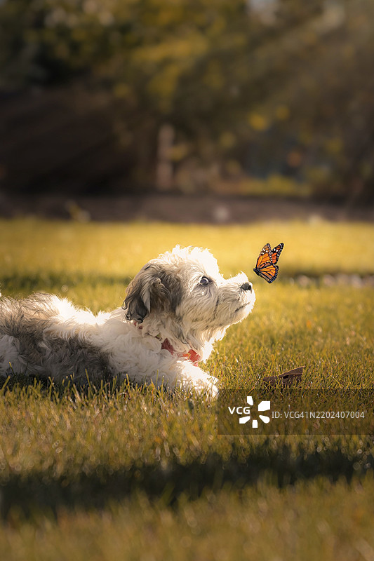 狗在田野上玩玩具的特写，温克勒，曼尼托巴，加拿大图片素材