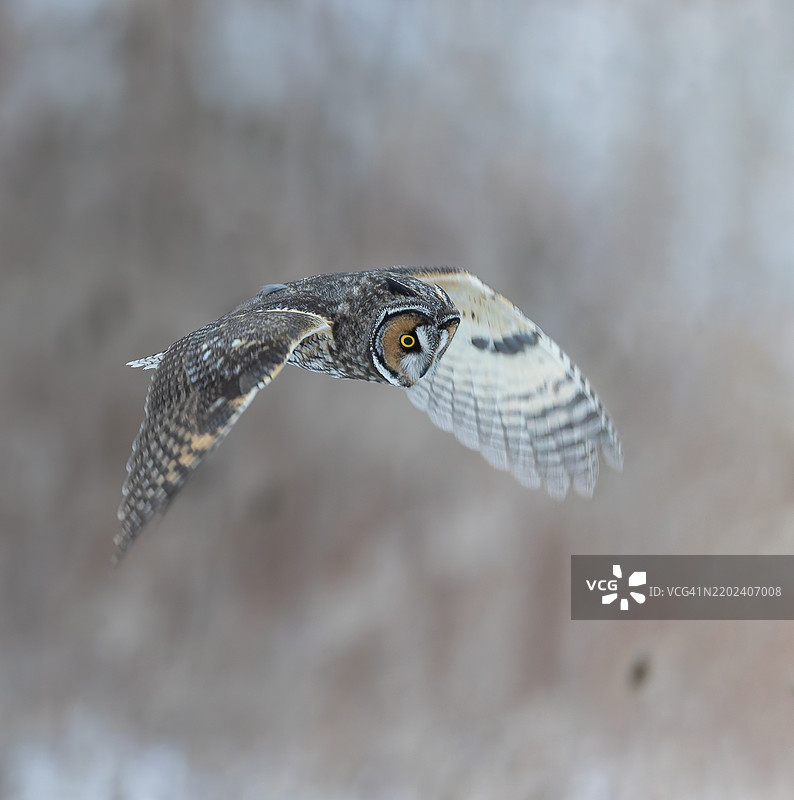 猛禽飞翔的特写镜头图片素材