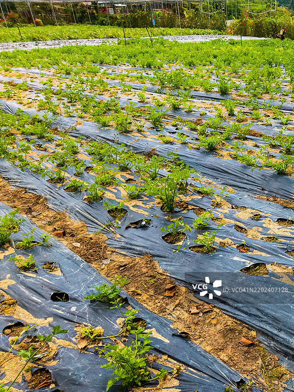 在马来西亚金马伦高原种植白萝卜蔬菜图片素材