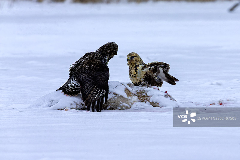 鸟儿栖息在雪上的特写， 美国， 美国图片素材
