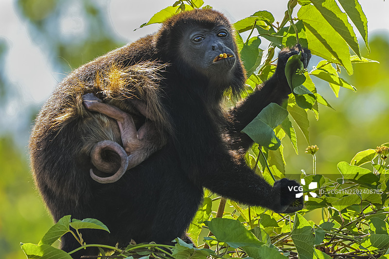 雌性披肩吼猴（Alouatta palliata）抱着幼崽在吃花，太平洋沿岸森林，埃斯佩兰萨，诺萨拉，瓜纳卡斯特，哥斯达黎加图片素材