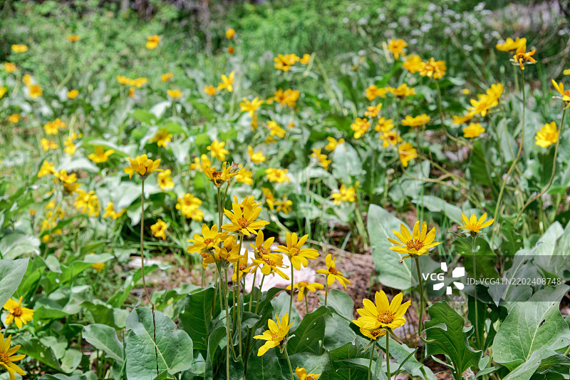 让我快乐的事情：在大盆地国家公园散步，大盆地国家公园，美国，USA图片素材
