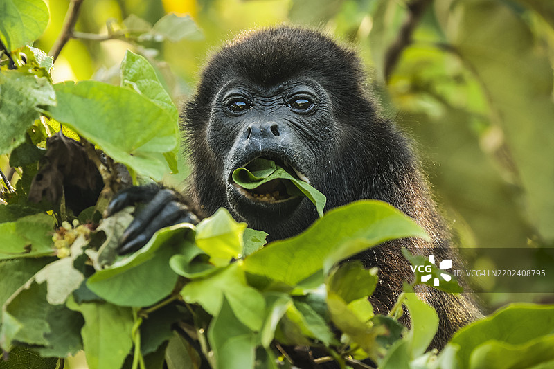 雌性披肩吼猴（Alouatta palliata）在哥斯达黎加瓜纳卡斯特省诺萨拉的北太平洋沿岸森林中吃树叶图片素材